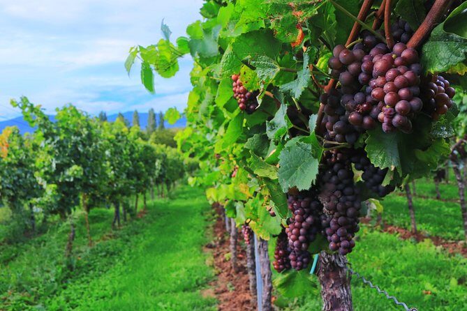 Private Half Day Wine Tasting tour: Road Of The Doges - Should you book Road Of The Doges?